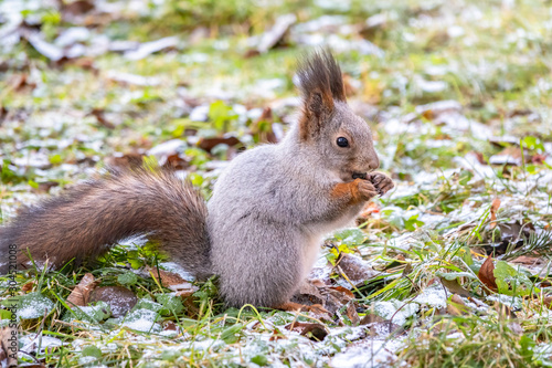 Squirrel eats nuts on green grass with yellow fallen leaves covered with first snow. Eurasian red squirrel, Sciurus vulgaris