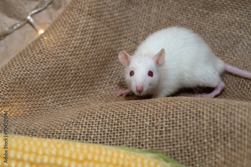 The white rat is looking into the frame.