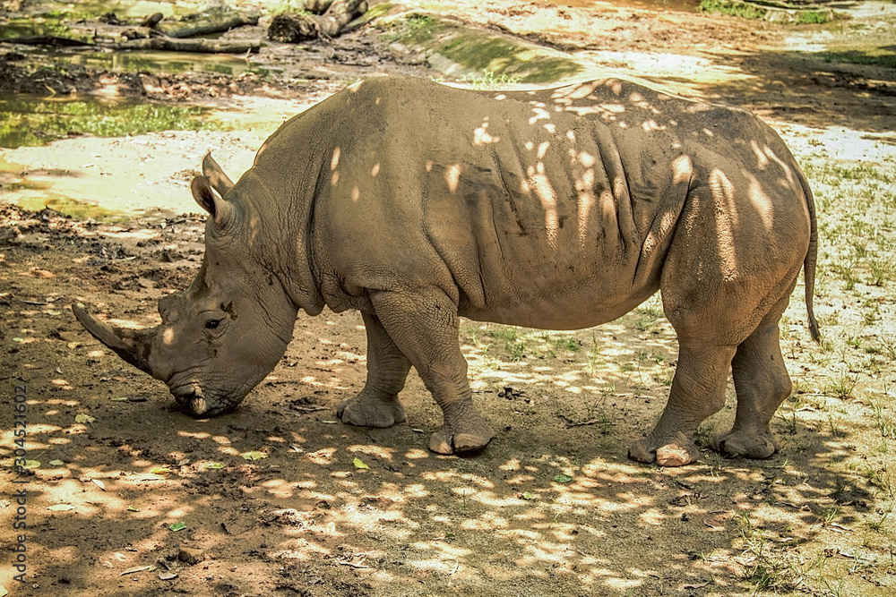 Obraz premium Hippopotamus on safari walk. Rest in the zoo, travel, relaxation, animal world