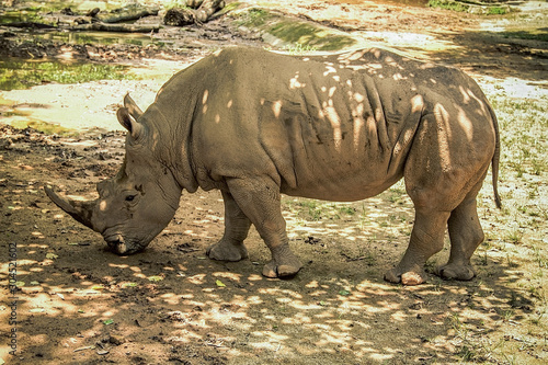 Hippopotamus on safari walk. Rest in the zoo  travel  relaxation  animal world
