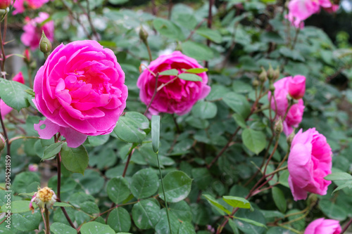 Wallpaper Mural Beautiful pink roses bush in the garden surrounded by many green leaves Torontodigital.ca
