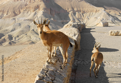 Canvas Print Young Nubian ibex, (Capra nubiana sinaitica) in Sde Boker, kibbutz in Negev dese