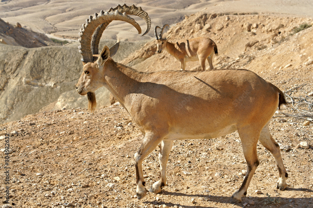 Nubian ibex (Capra nubiana sinaitica), male, with huge horns in Sde Boker. Negev desert of southern Israel