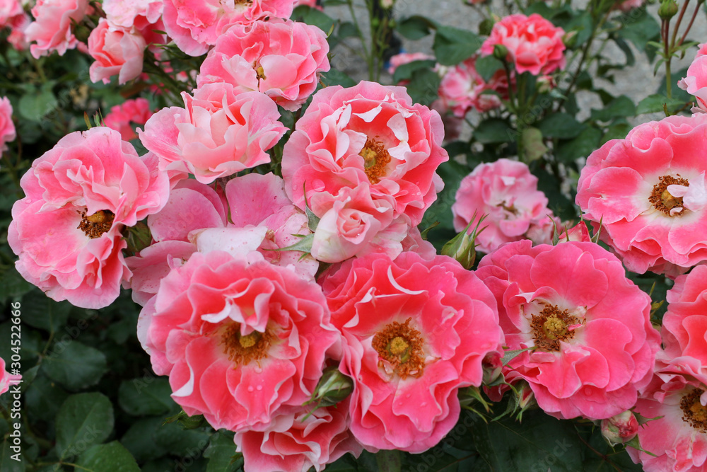 Beautiful pink roses bush in the garden surrounded by many green leaves