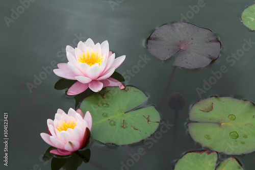 Beautiful lotuses floating in the green wild pond