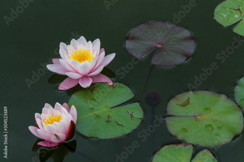 Beautiful lotuses floating in the green wild pond
