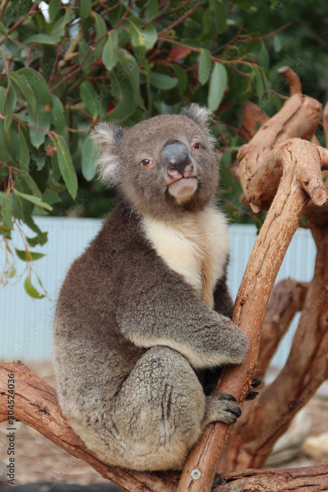 Obraz premium koala