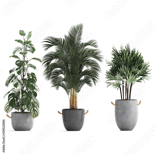 3d illustration of palm trees in a pot on a white background