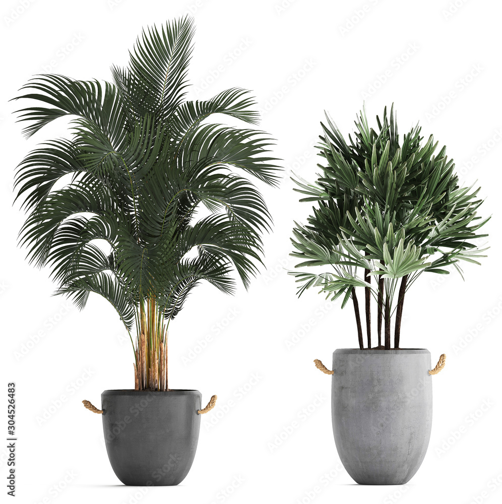Fototapeta premium palm trees in a pot on a white background