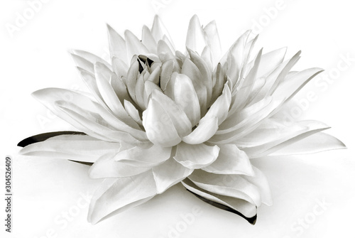 Fototapeta Naklejka Na Ścianę i Meble -  lily black and white
