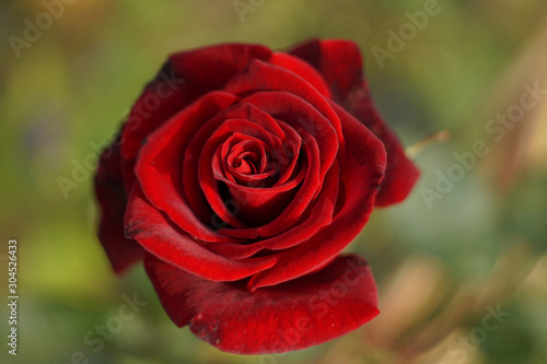 red rose