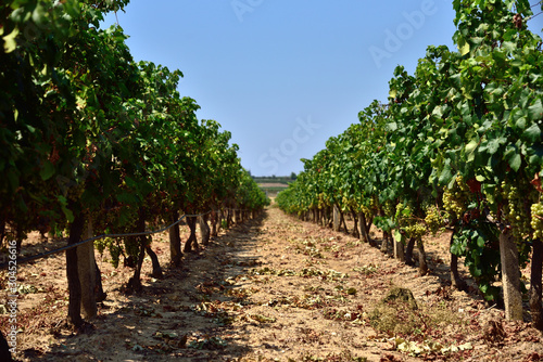View of the rows of vine plants.