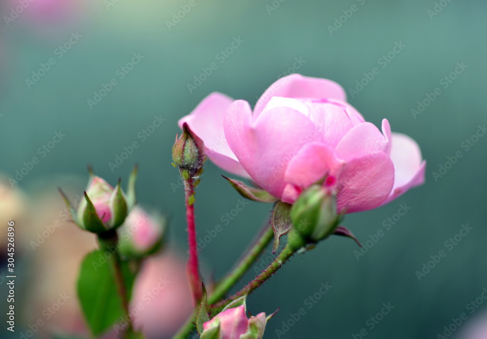 rosa hybrid rosacea rosa hybrid rosacea