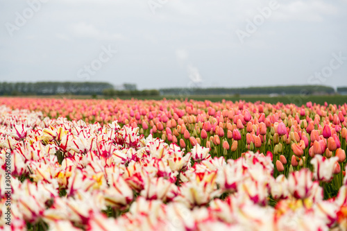 Fototapeta Naklejka Na Ścianę i Meble -  Field of tulips