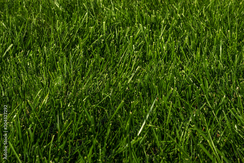 Obraz premium Green grass natural texture background. Lawn backdrop.
