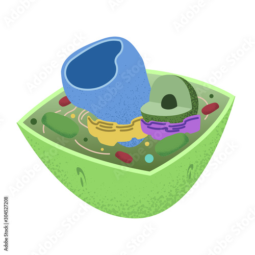 The insides of a Plant Cell photo