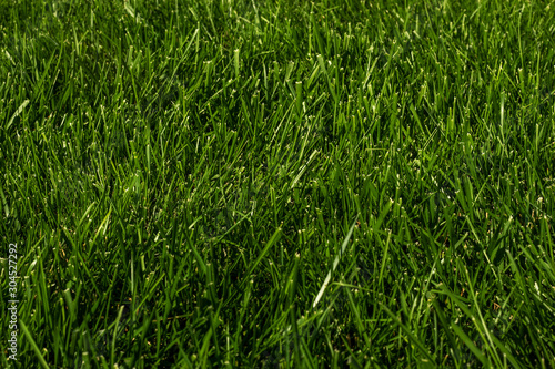 Green grass natural texture background. Lawn backdrop.