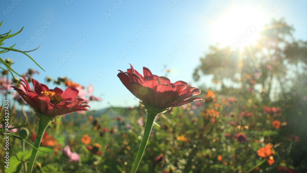 Naklejka premium red flowers on background of blue sky