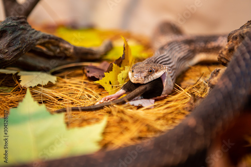Papier peint close up and selective focus on rat snake trying to devour big grey rat, swallow whole the prey on the forest ground with lot of Maple leaves, dry pine needles and rocks