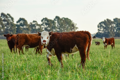 Steers fed on natural grass, Buenos Aires Province, Argentina © foto4440