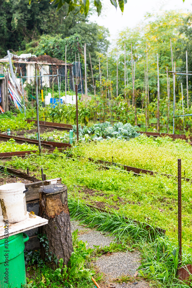 Overgrown garden to the abandoned house. People use bulky waste to separate the garden compartments. Overgrown garden to the abandoned house. People use bulky waste to separate the garden compartments.