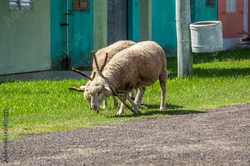 Small sheep feed while grazing near their owners' houses in a small rural town in southern Brazil photo