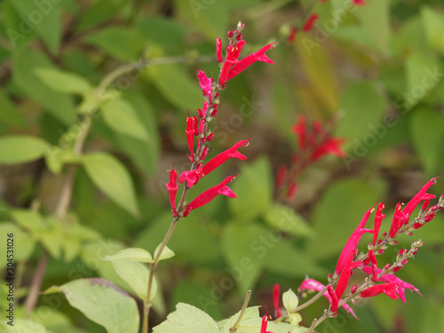 (Salvia elegans) Sauge ananas ou sauge élégante aux épis de fleurs rouges écarlates sur tiges pourprées velues © Marc