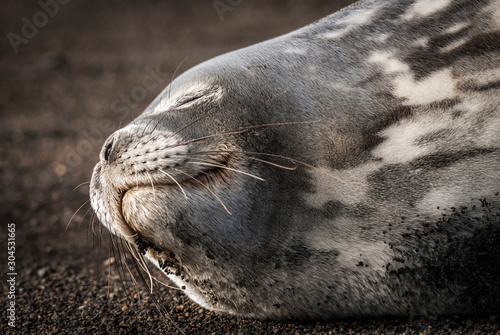 Tableau sur toile Weddell seal resting on an antartica beach,Antartic Peninsula