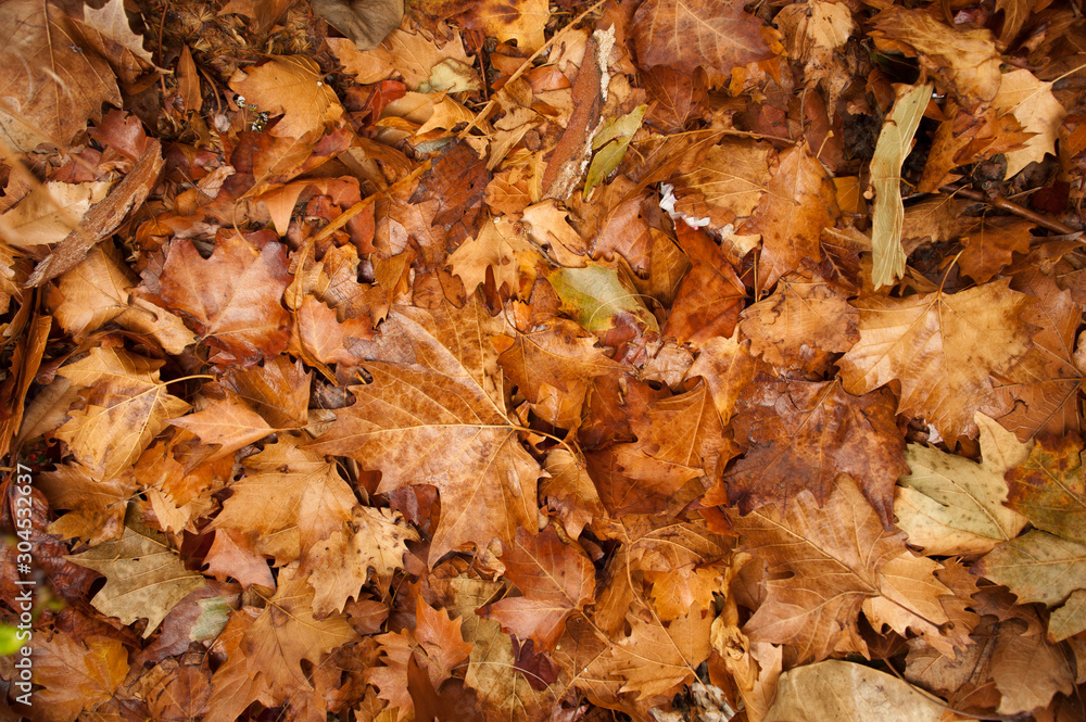Colorful autumn leaves in orange yellow and brown. Fallen leaves on forest floor in autumn season background texture.