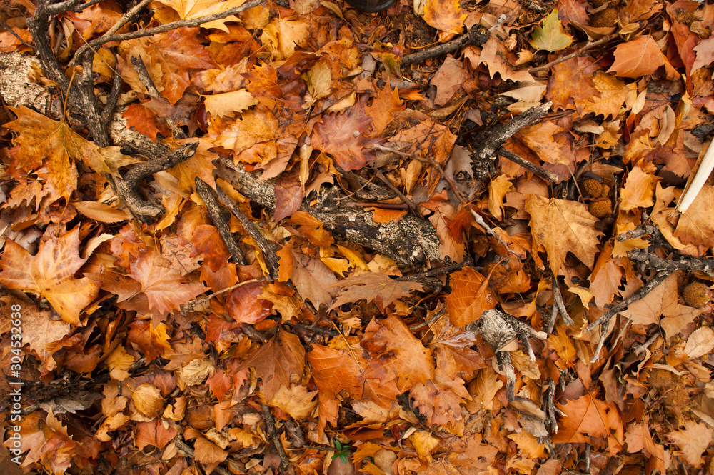 Colorful autumn leaves in orange yellow and brown. Fallen leaves on forest floor in autumn season background texture.