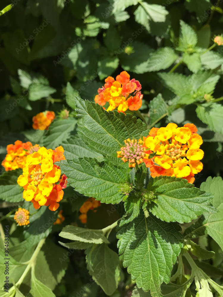 Lantana camara, big-sage (Malaysia), wild-sage, red-sage, white-sage (Caribbean), tickberry, verbena Lantana camara, big-sage (Malaysia), wild-sage, red-sage, white-sage (Caribbean), tickberry, verbena