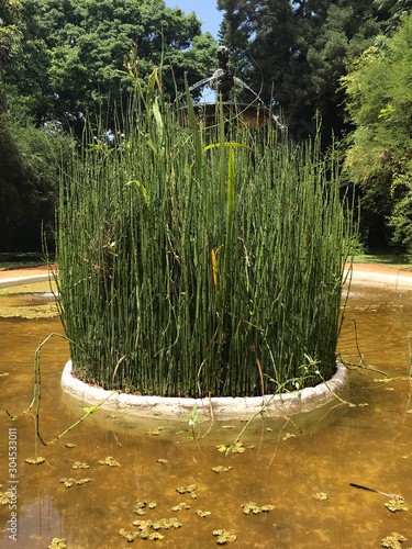 Equisetum arvense, field horsetail, common horsetail. the plant is in the middle of an artificial reservoir.