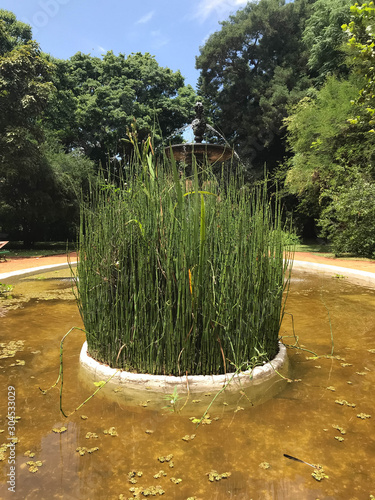 Equisetum arvense, field horsetail, common horsetail. the plant is in the middle of an artificial reservoir.