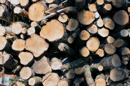 Pile of wood logs in forest