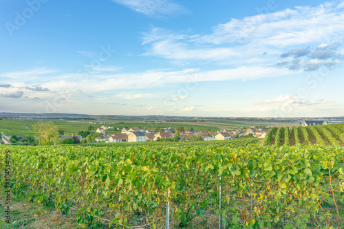 Champagne region in France with the setting sun