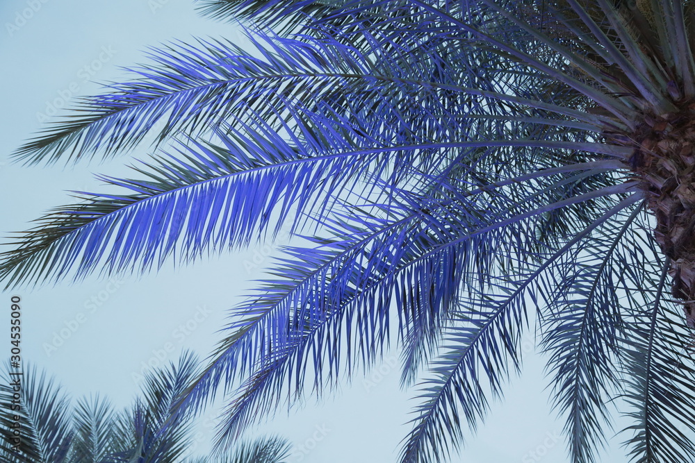 lights on palm tree