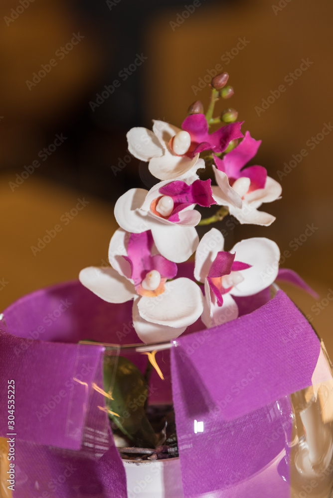 kleine farbintensive Orchidee kleine farbintensive Orchidee