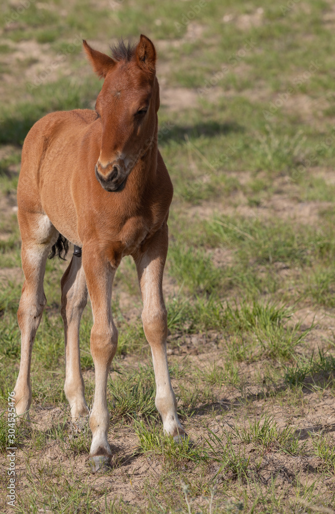 Cute Wild Horse Foal in Spring in the Utah Desert Cute Wild Horse Foal in Spring in the Utah Desert