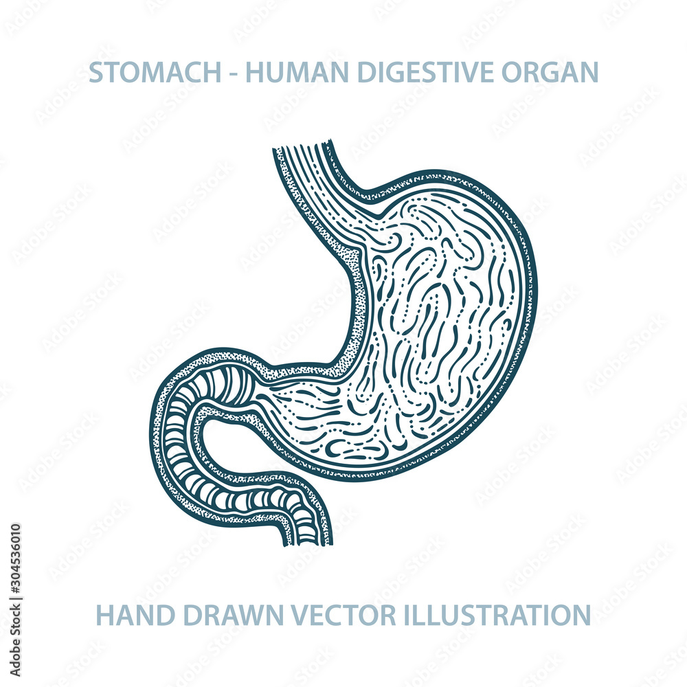 how to draw stomach anatomyhow to draw structure of stomach  YouTube