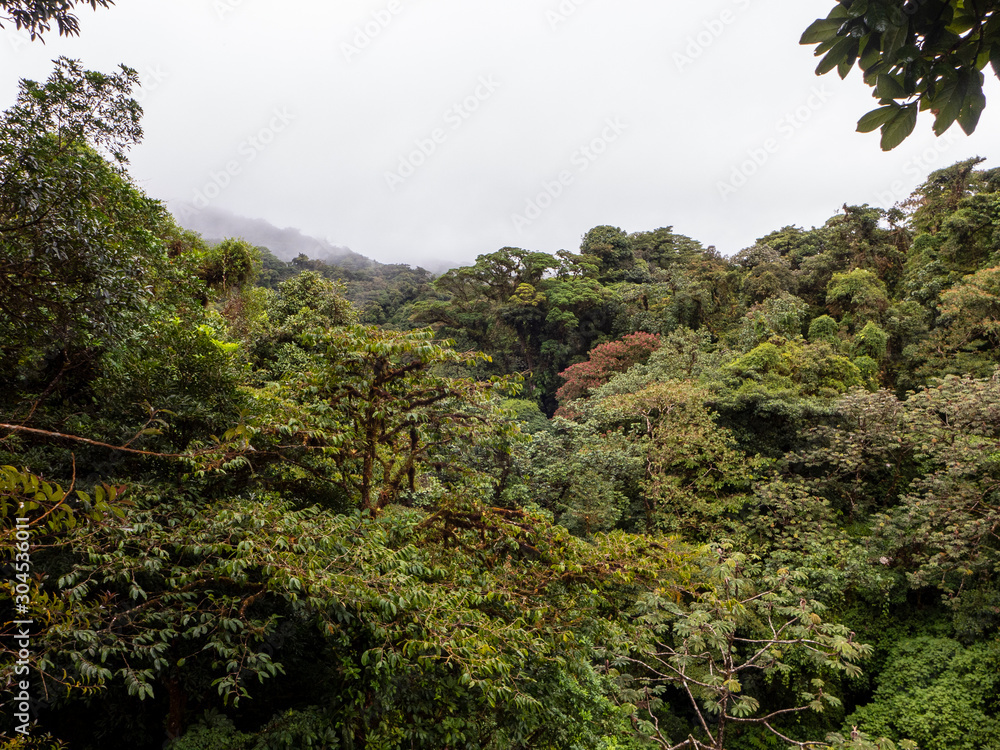 Wanderung durch den Regenwald von Costa Rica mit wunderschönen Aussichten über die Baumkronen des Nebelwald Reservats von Santa Elena.
