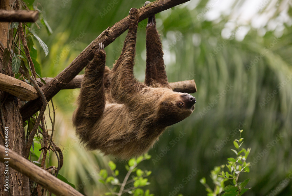 Fototapeta premium A sloth is hanging of a branch