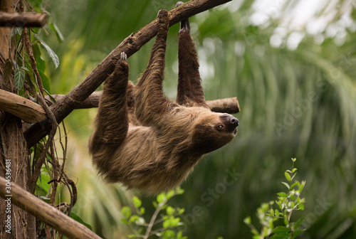 A sloth is hanging of a branch © Bjrn