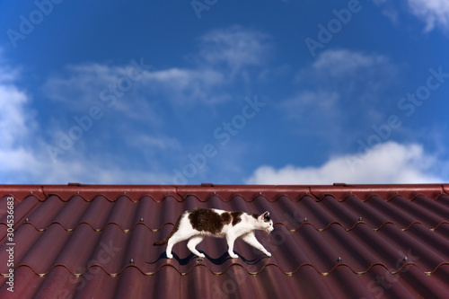 A cat is walking on a hot roof top in front of a blue sky