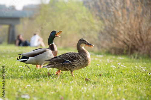 Two ducks are enjoying a warm and sunny day © Bjrn