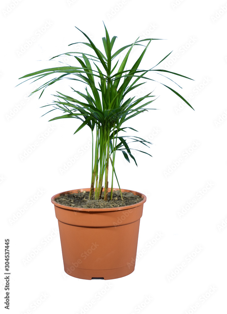 CHAMAEDOREA ELEGANS-palmera de interior CHAMAEDOREA ELEGANS-palmera de interior