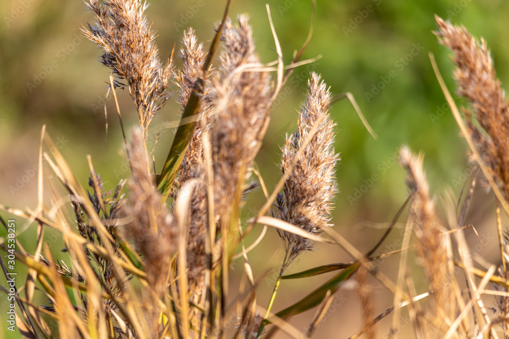 Soft defocus image of dry grass seed heads in autumn sunshine Soft defocus image of dry grass seed heads in autumn sunshine