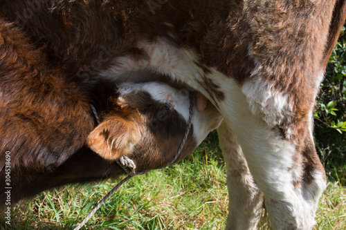 newborn calf feeding on its mother on a farm