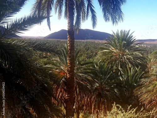 A view from above of the palm trees and the mountains in the oasis of Figuig in Morocco  photo