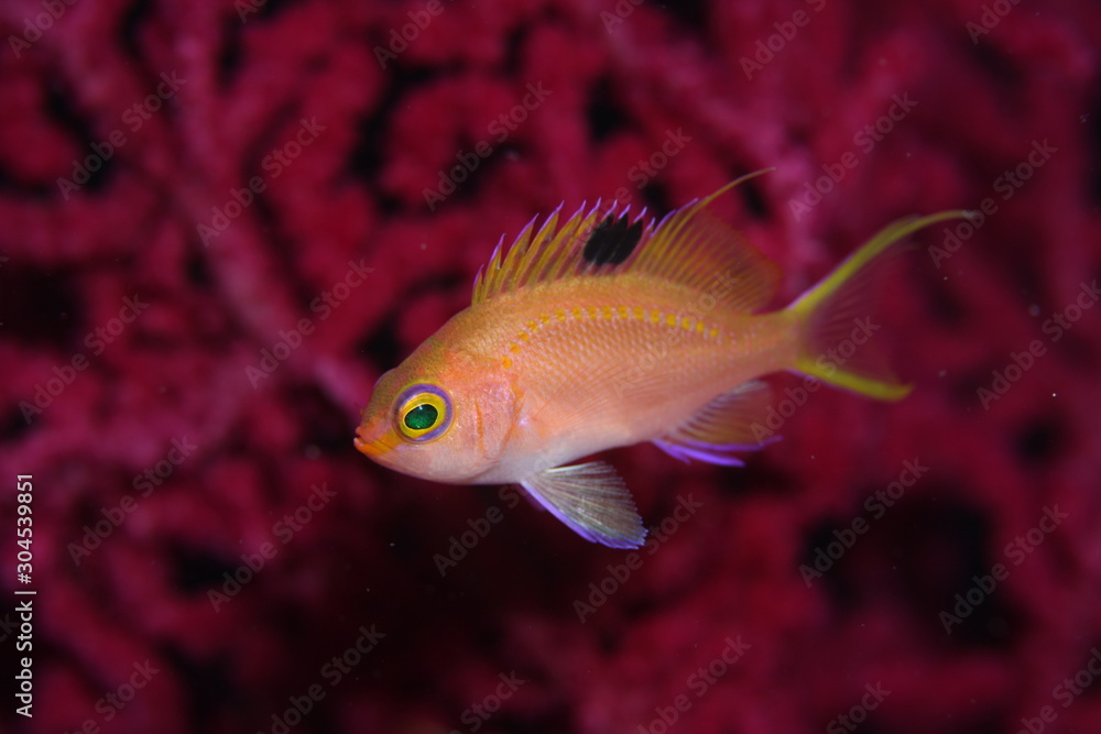 Naklejka premium サクラダイ