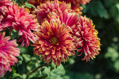 Pink chrysanthemums close up in autumn Sunny day in the garden. Autumn flowers. Flower head